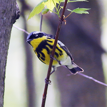 Magnolia Warbler
