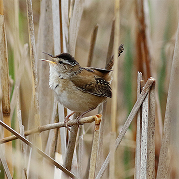 Marsh Wren