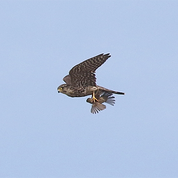 Merlin