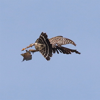 Merlin