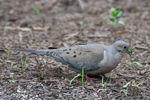 Mourning Dove