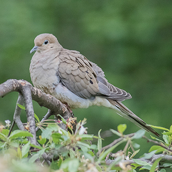 Mourning Dove