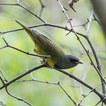 Mourning Warbler