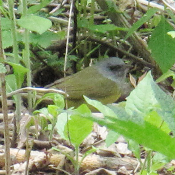 Mourning Warbler