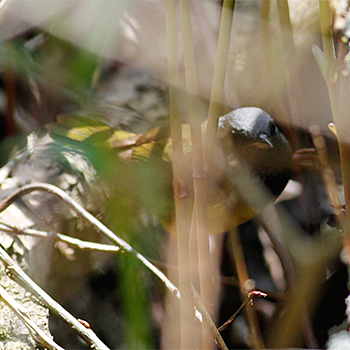 Mourning Warbler