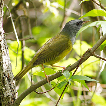 Mourning Warbler