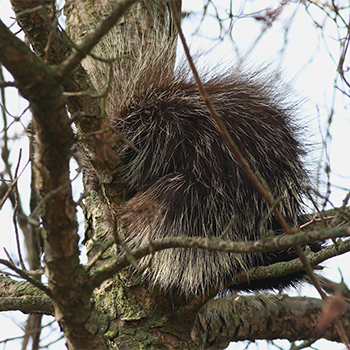 North American Porcupine