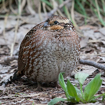 Northern Bobwhite
