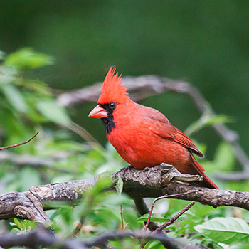 Northern Cardinal