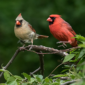Northern Cardinals
