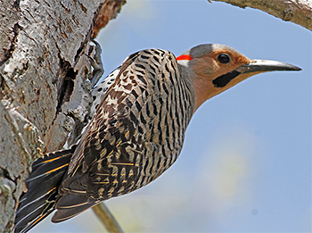 Northern Flicker