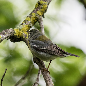 Northern Parula