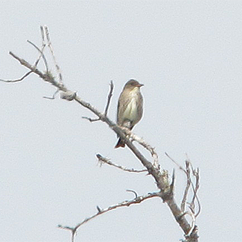 Olive-sided Flycatcher
