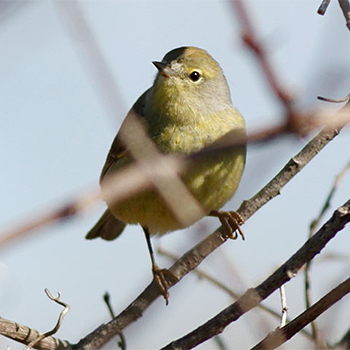 Orange-crowned Warbler