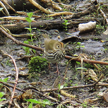 Ovenbird