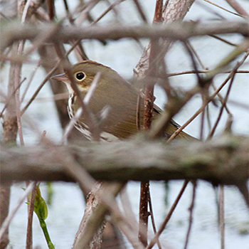 Ovenbird