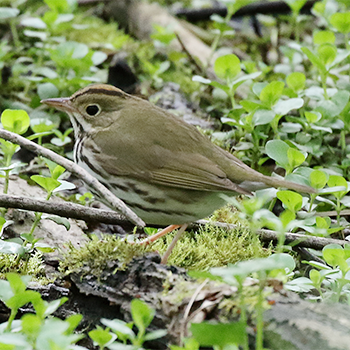 Ovenbird