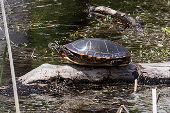 Painted Turtle