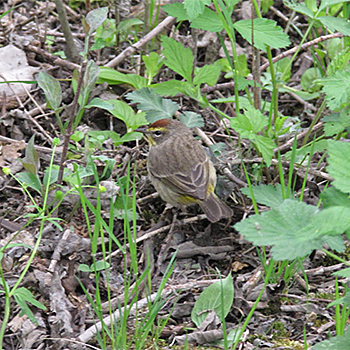 Palm Warbler
