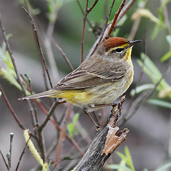 Palm Warbler