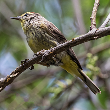 Palm Warbler