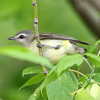 Philadelphia Vireo