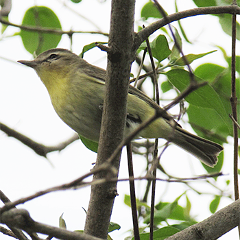 Philadelphia Vireo