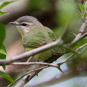 Philadelphia Vireo
