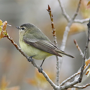 Philadelphia Vireo