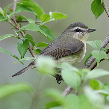 Philadelphia Vireo