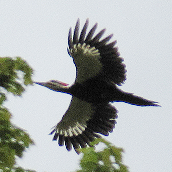 Pileated Woodpecker