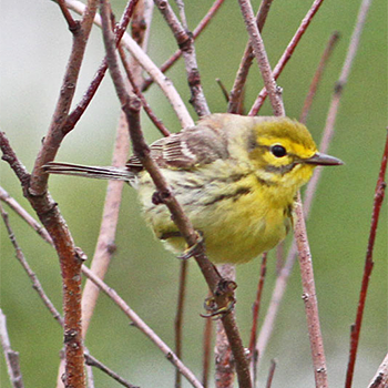 Prairie Warbler