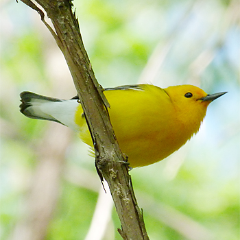 Prothonotary Warbler