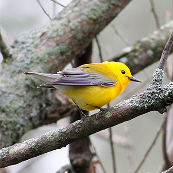 Prothonotary Warbler