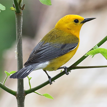 Prothonotary Warbler