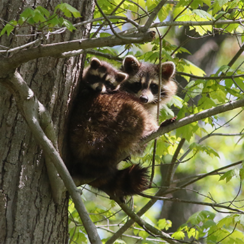 Raccoons