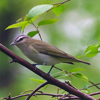 Red-eyed Vireo