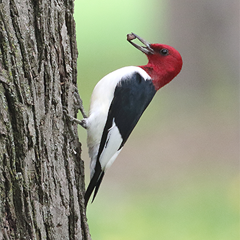 Red-headed Woodpecker