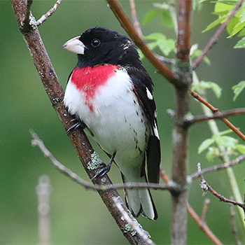 Rose-breasted Grosbeak
