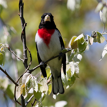 Rose-breasted Grosbeak