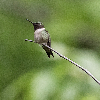 Ruby-throated Hummingbird