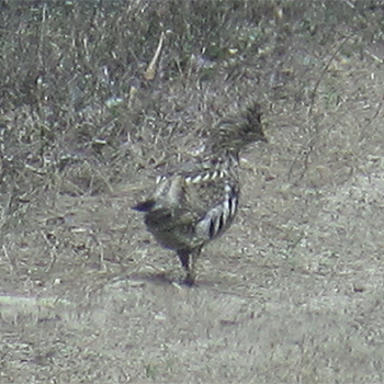 Ruffed Grouse