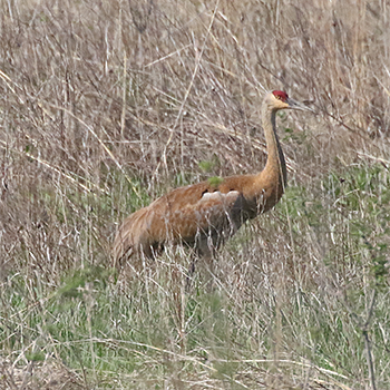 Sandhill Crane