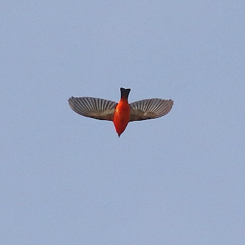 Scarlet Tanager