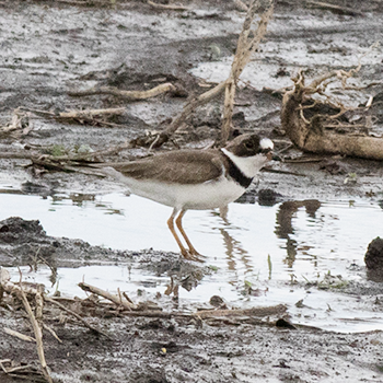 Semipalmated Plover