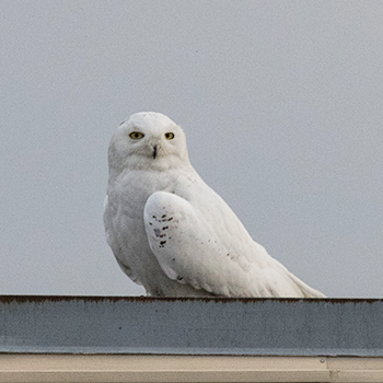 Snowy Owl