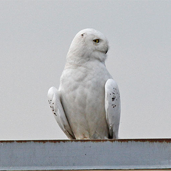Snowy Owl