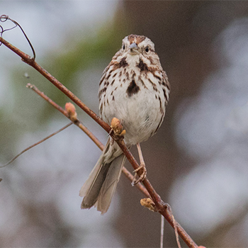 Song Sparrow