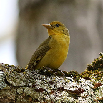 Summer Tanager