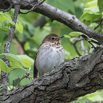 Swainson's Thrush